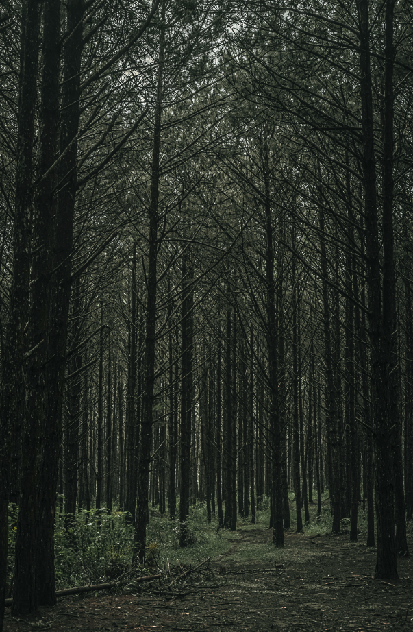 Teakwood 12 oz scented candle